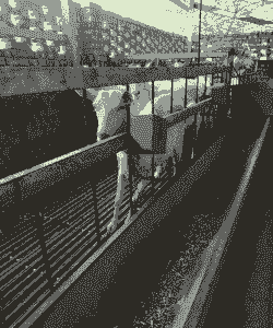 江苏南通山羊养殖技术