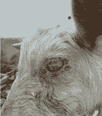 山羊的眼睛有分泌物