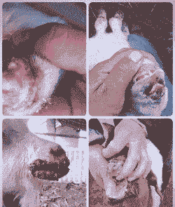 山羊的常见疾病有哪些