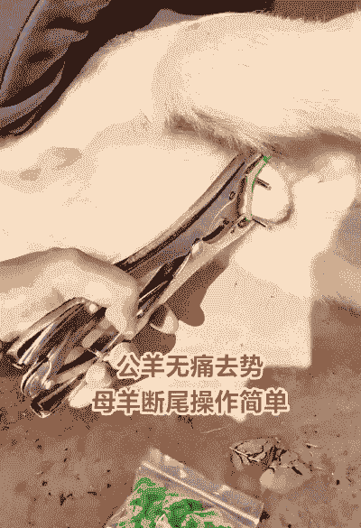 山羊去势橡皮筋那有买