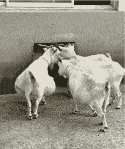 白山羊一胎产几只