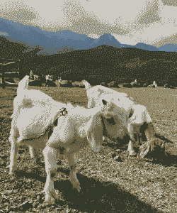 山羊和绵羊的生活环境