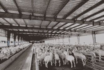 吉林省山羊养殖场