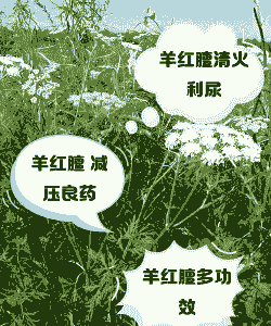 种山羊不旺怎么办