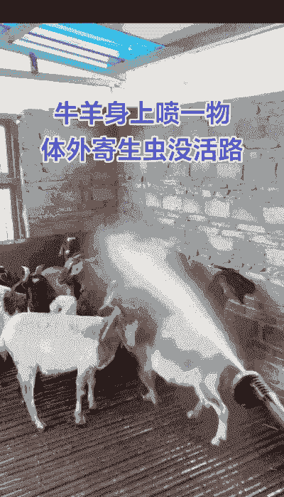 山羊的寄生虫治疗方法