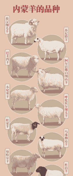 乌珠穆沁白山羊总数