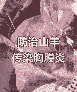 山羊身上有哪些传染病