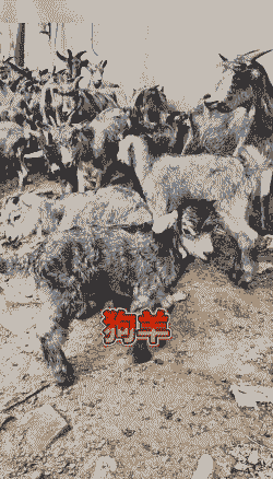 什么山羊一胎多羔