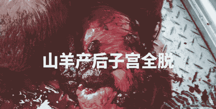 奶山羊产羔前子宫脱出