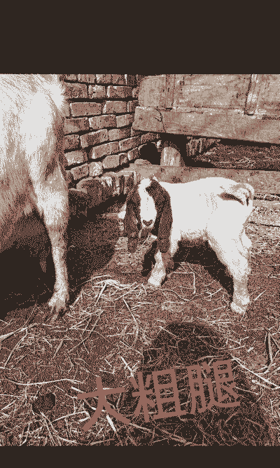 波尔山羊下羊后怎么处理