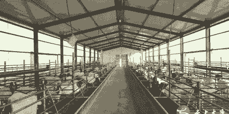 太康县山羊养殖场