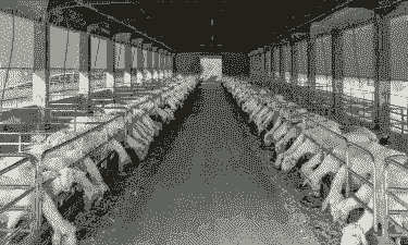 浙江哪里有山羊养殖场