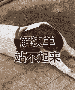 山羊突然站不稳怎么办