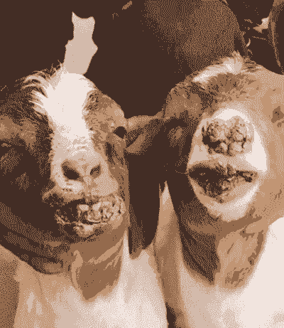 圈养的山羊为啥嘴光烂