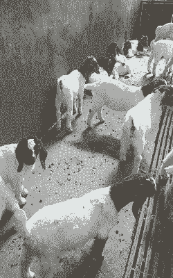 山东农大波尔山羊种羊场