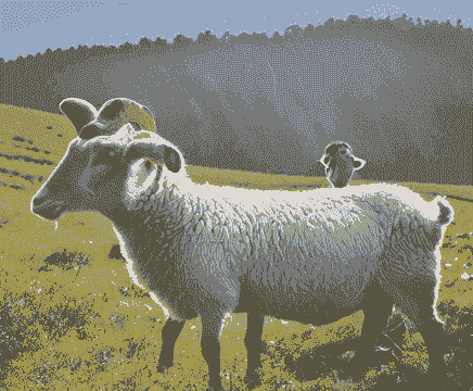 山羊绵羊尾巴一样吗