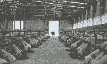 规模化山羊养殖场