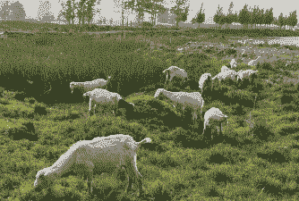 养山羊与生态环境的
