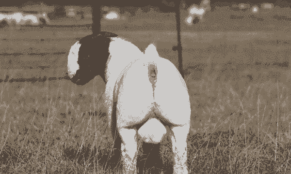 波尔山羊种公羊不爬母羊