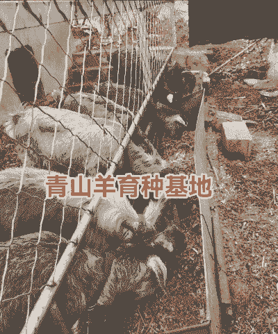 青山羊适合在苏北养殖吗