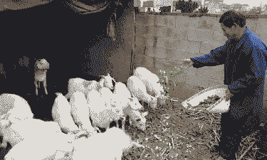 冬天给奶山羊都吃啥