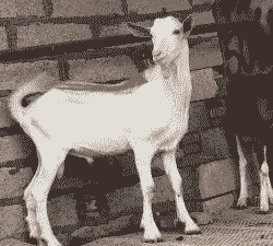 奶山羊公羊好怎么看