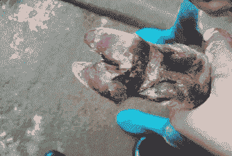 山羊蹄角变形是什么病