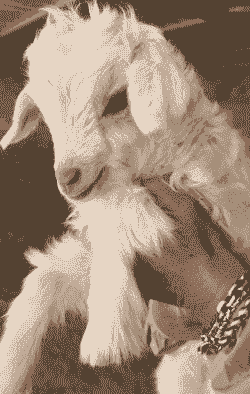 绒山羊一胎下几个