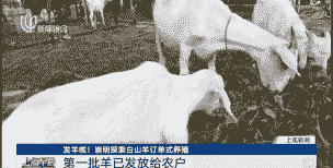 崇明白山羊电视报道