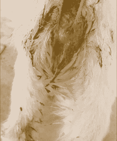 山羊春季拉肚子怎么办