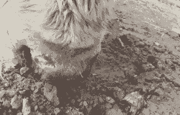 山羊口踢疫是什么症状