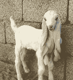 耳朵长的山羊叫什么