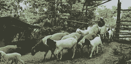 放牧的山羊羔喂什么好