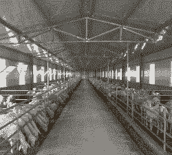 山羊的圈舍建造視频