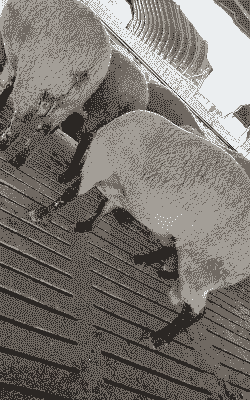 青山羊和什么羊杂交好