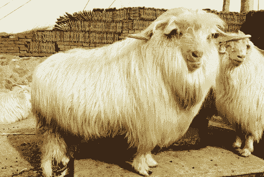 绒山羊越冷越长绒吗