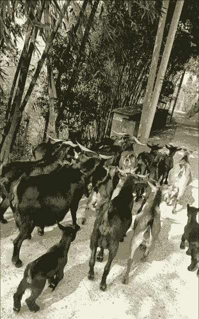 湖北有小山羊出售吗