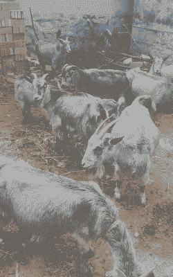 安徽青山羊畜牧业补贴