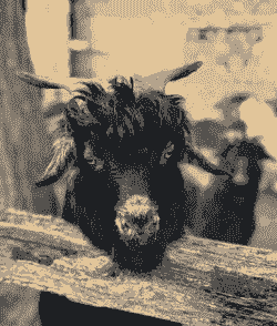 绒山羊的绒会不会退化