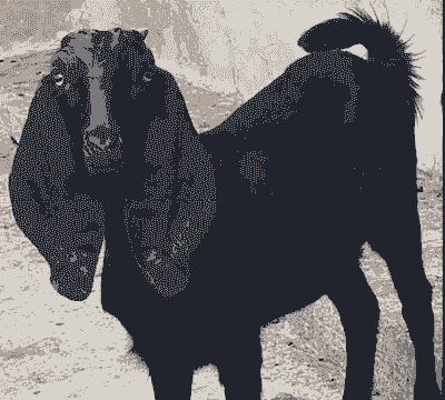 努比亚山羊头胎能生几只