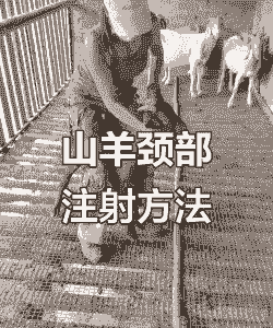 放牧山羊微量元素怎么加