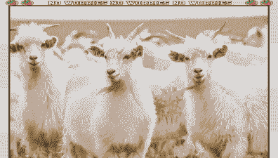 白绒山羊年抓绒量