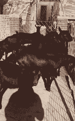 忠义红鹿奶山羊养殖场