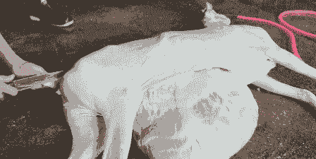 山羊喂催肥王要打虫吗