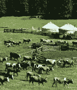 新疆畜牧业发展现山羊