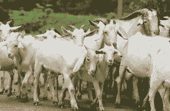 山羊放牧一群多少只