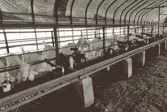 安徽省山羊养殖场