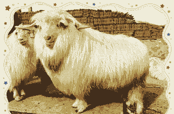 绒山羊产毛怎么样