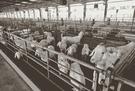 山羊种场在什么地方