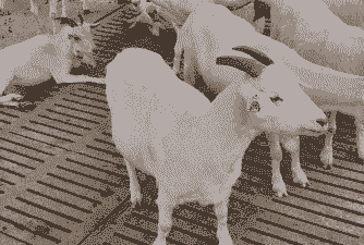 河南山羊最多的是哪里